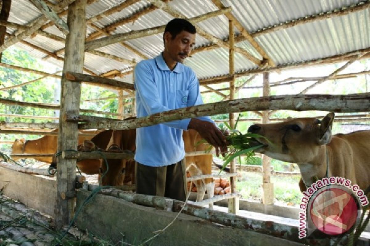 Peternak sapi diminta tingkatkan produksi susu