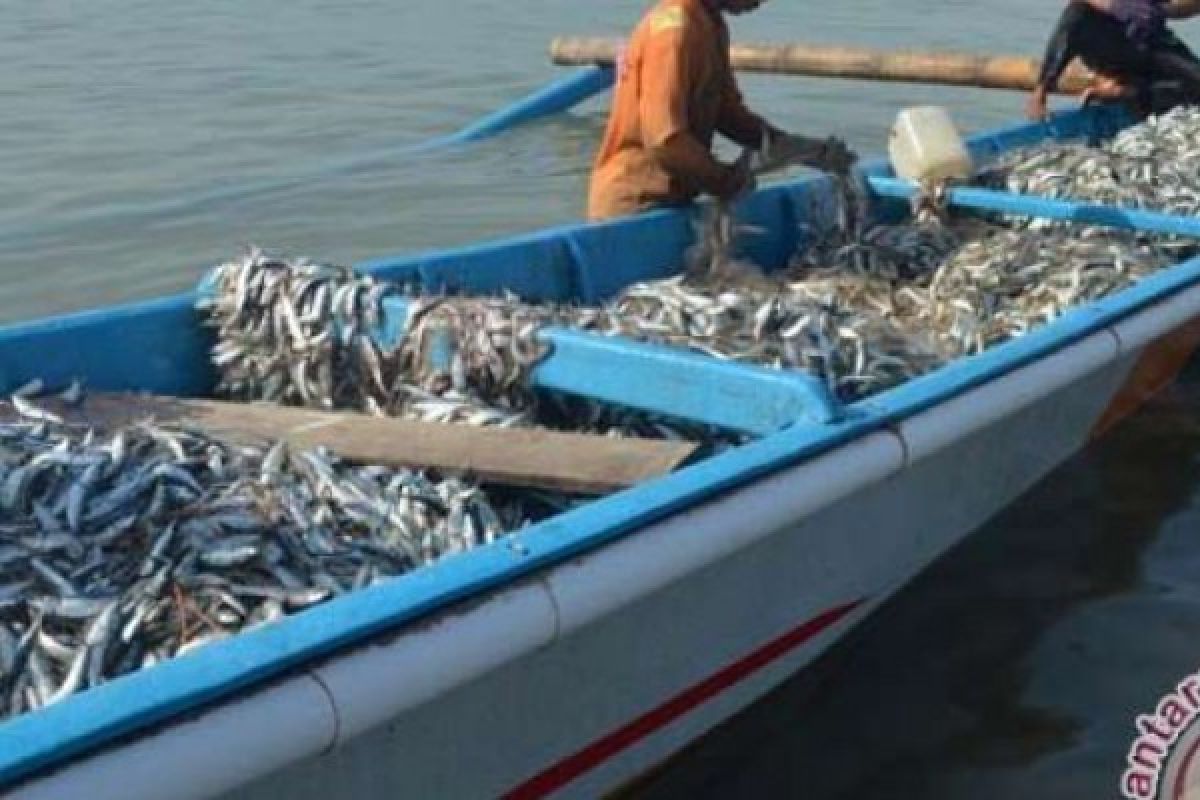 Tiga Mahasiswa FKG Unej Lakukan Pemelitian Terhadap Ikan Lemuru