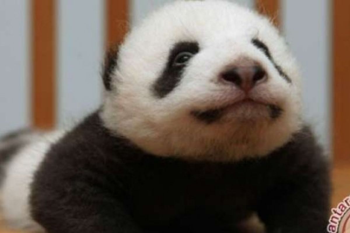 Warga Austria Berikan Nama Bayi Panda Kembar Di Bunbin Setempat