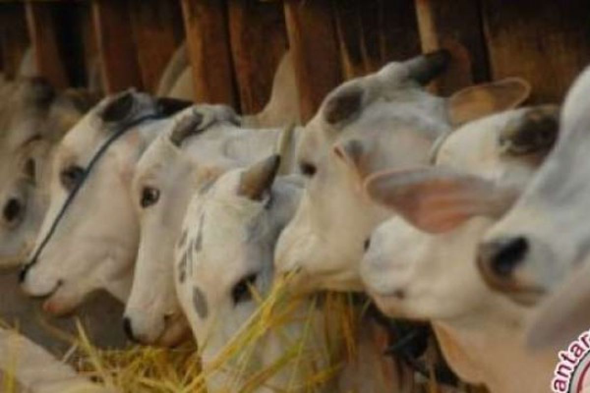 Siak Lakukan Terobosan Pupuk Organik Dari Urine Sapi