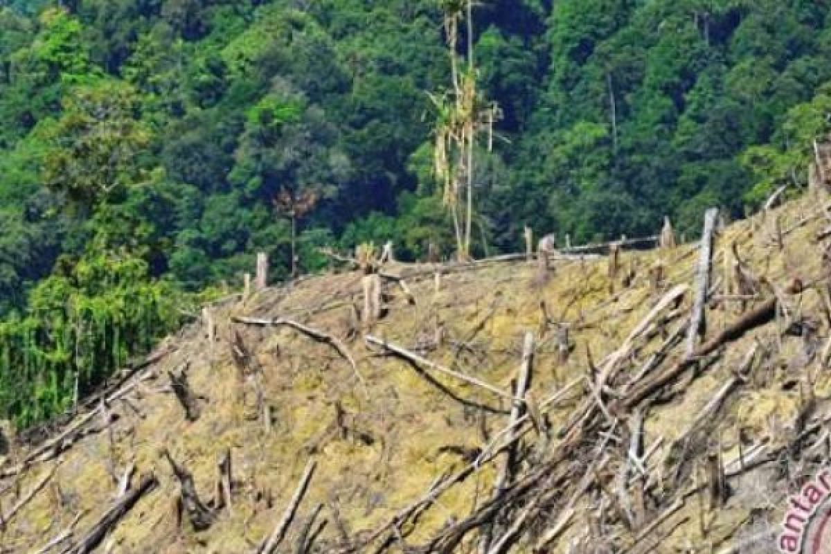 Mahalnya Menjaga Hutan Indonesia