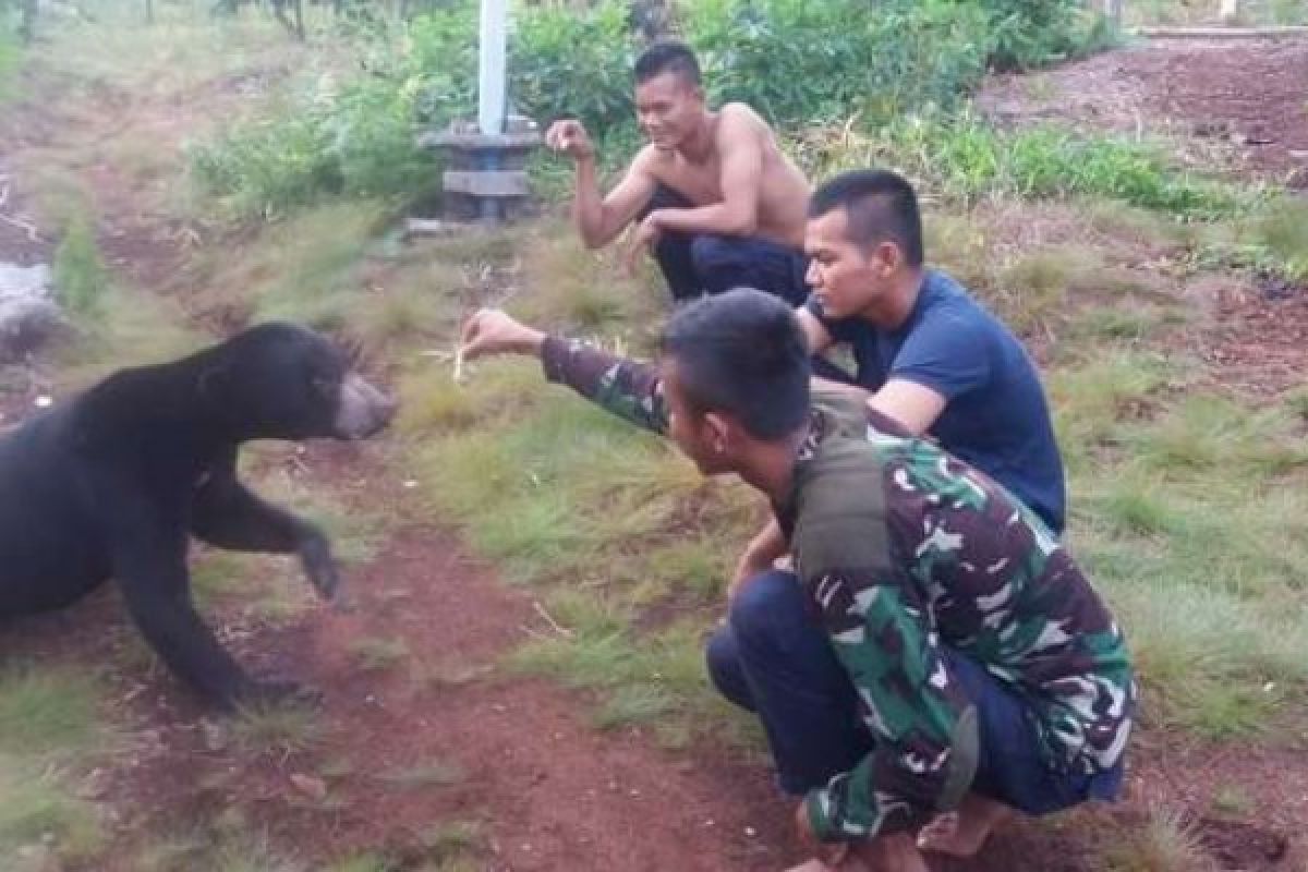 Kisah Beruang Yang Berkawan Dengan Jagawana Di Restorasi Ekosistem