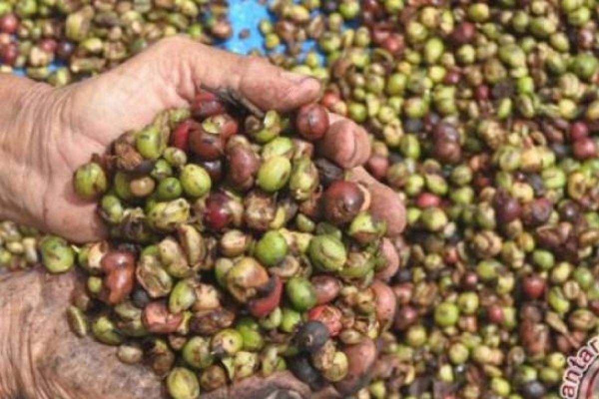 Petani Kopi Meranti Menilai Pemda Belum Optimal Dalam Promosi