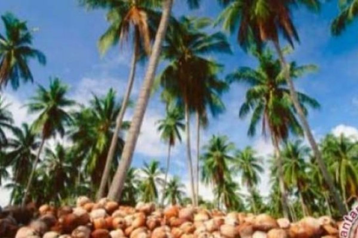 Perkebunan Kelapa Di Empat Kecamatan Inhil mengalami Rusak Berat