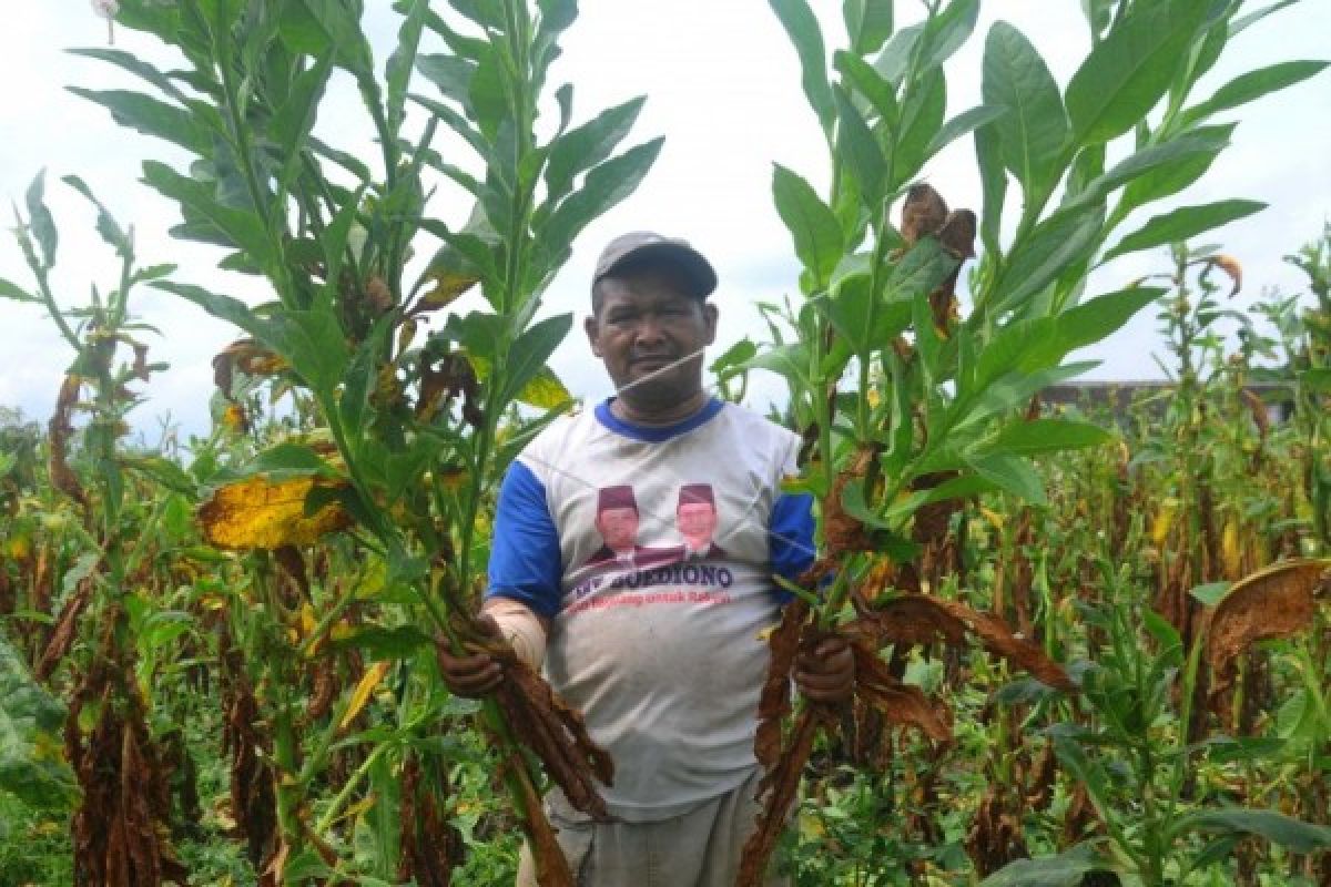 Gagal Panen, APTI Berharap Pemerintah Bantu Petani Tembakau