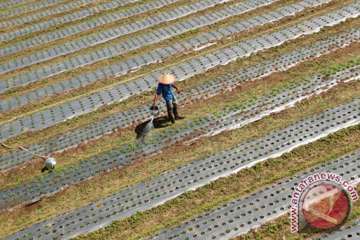 Pemkab Aceh tengah kembangkan hortikultura