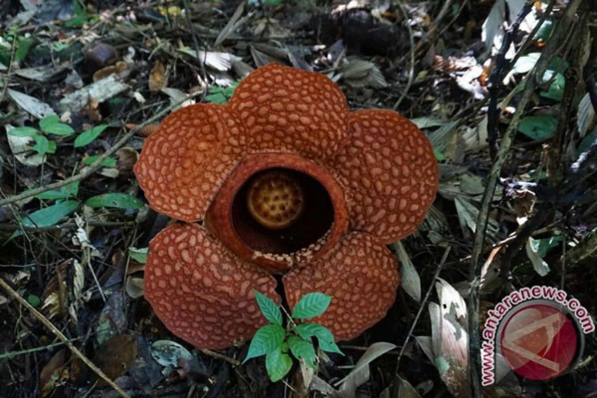 Dua Rafflesia Gadutensis Mekar Di Bengkulu Utara