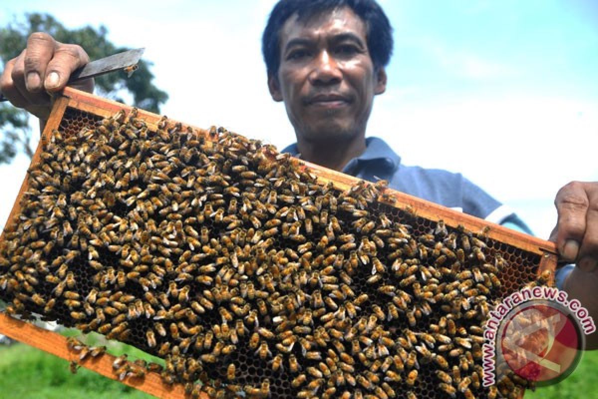 Peneliti : uji ilmiah pastikan madu asli-palsu