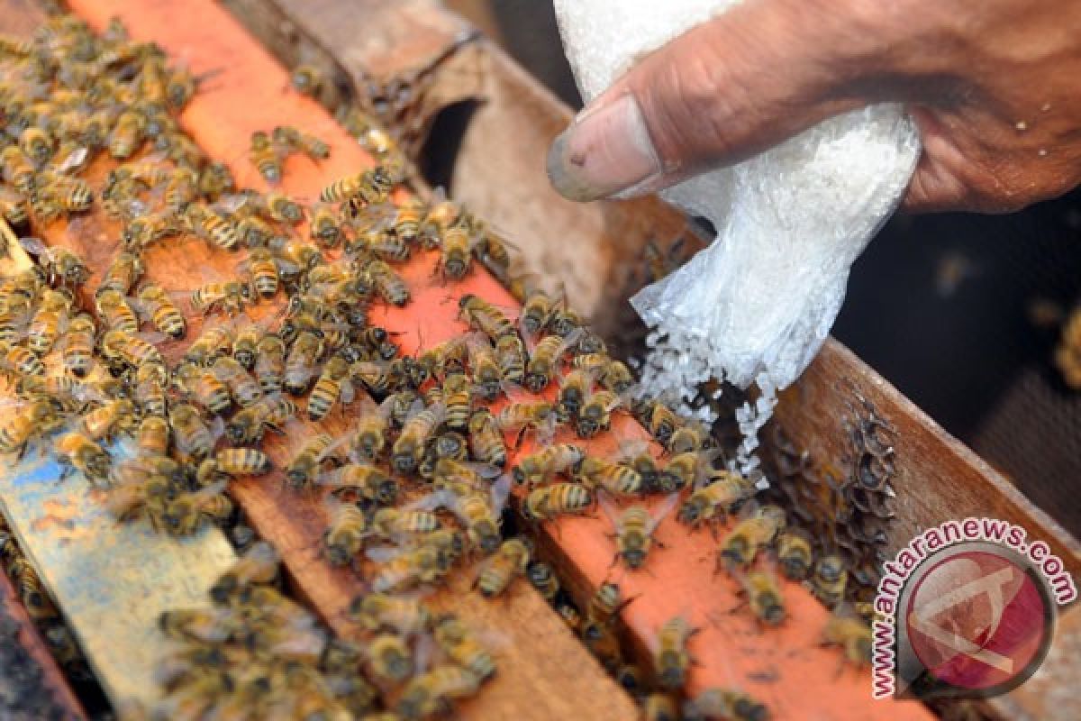 Terapis gunakan bisa lebah untuk obati pasien