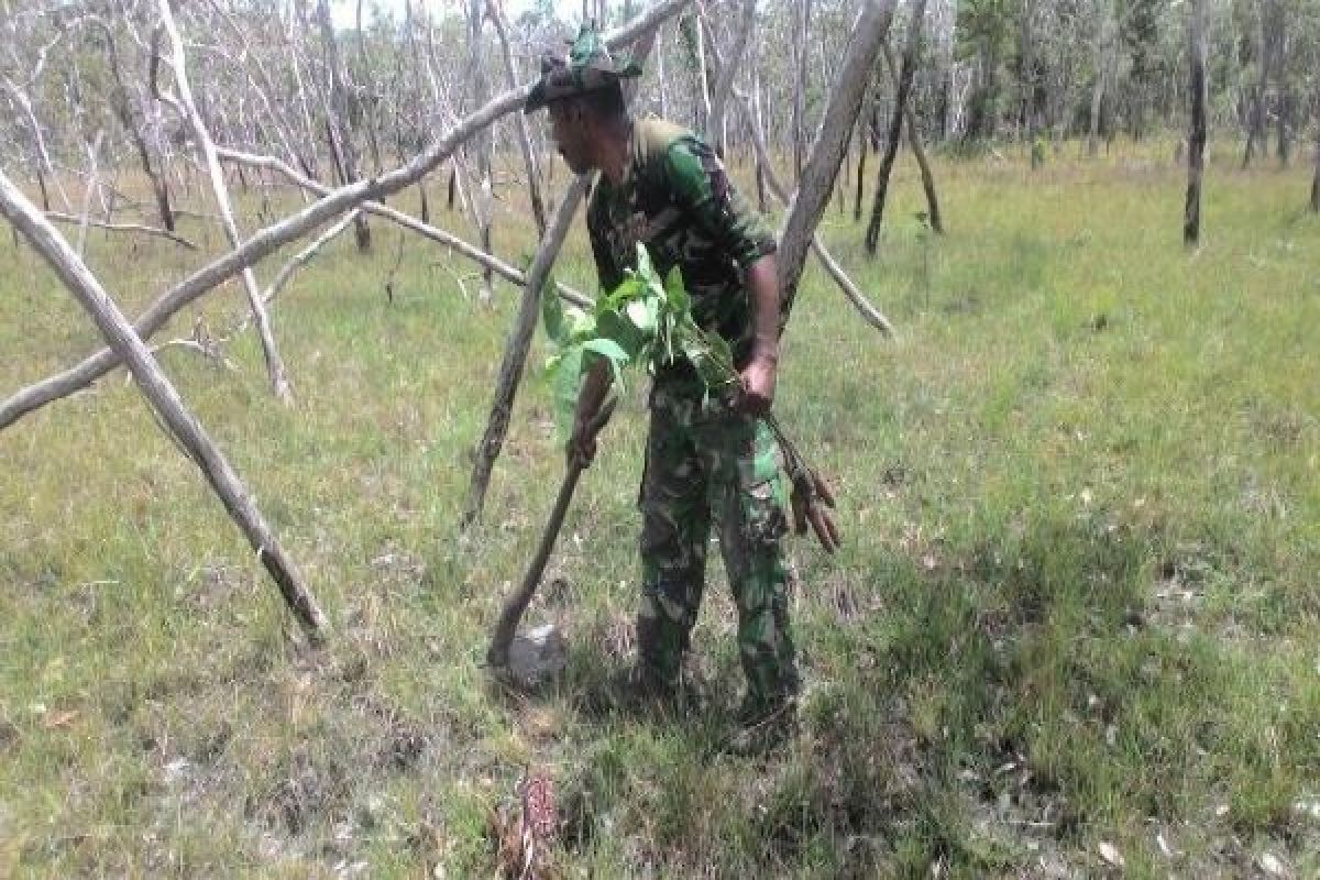 Koramil Sota tanam 1.000 pohon akasia 