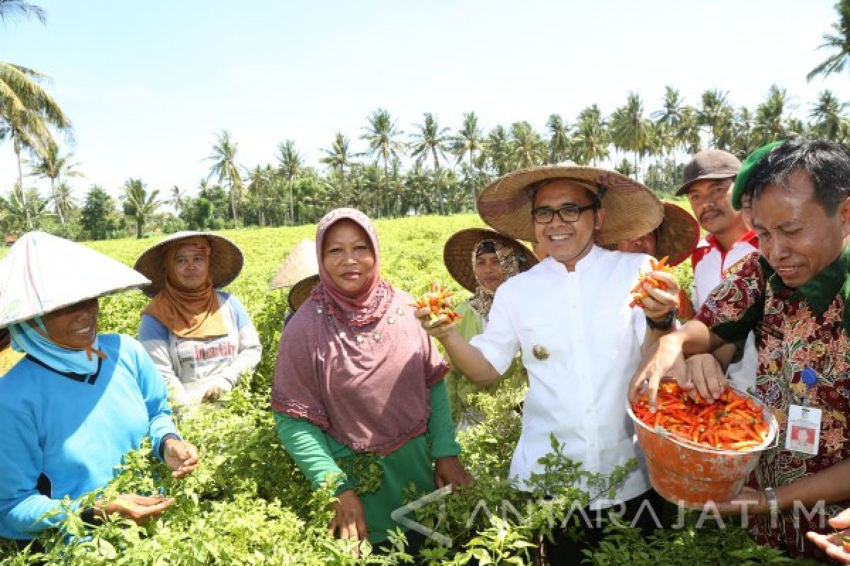 Banyuwangi Kembangkan Kawasan Cabai 190 Hektare