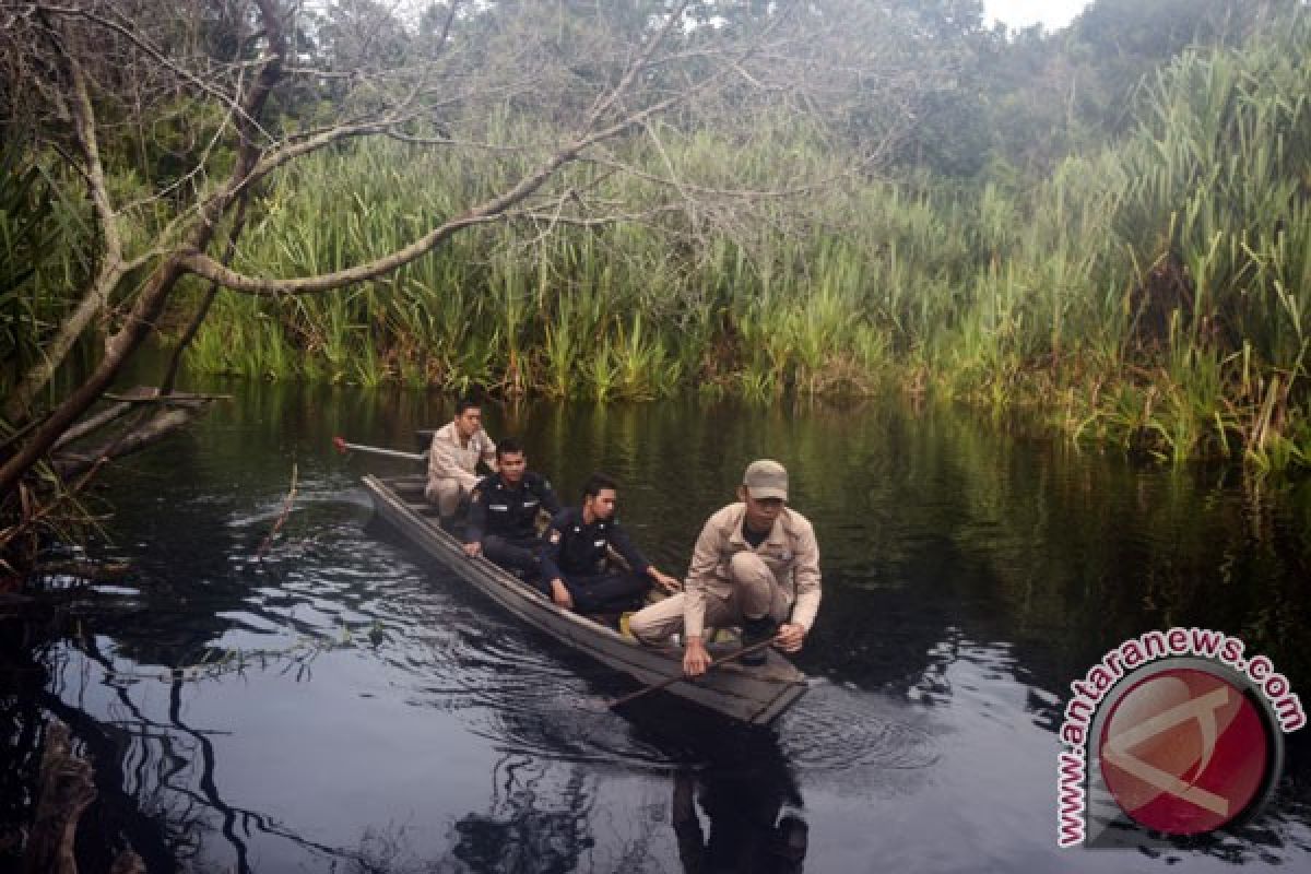 Lahan gambut di area konsesi Riau mulai direstorasi