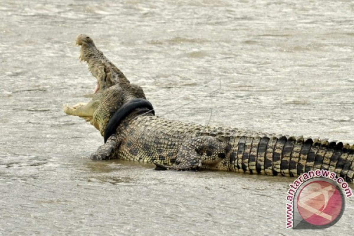 Buaya Terjerat Sampah Ban Bekas