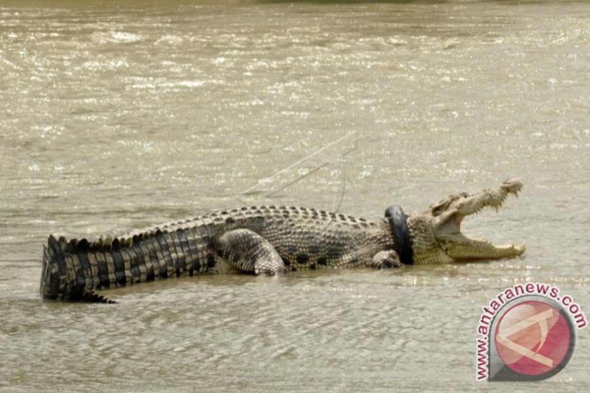 Buaya Muncul ke Permukiman, Warga Sampit Waswas 