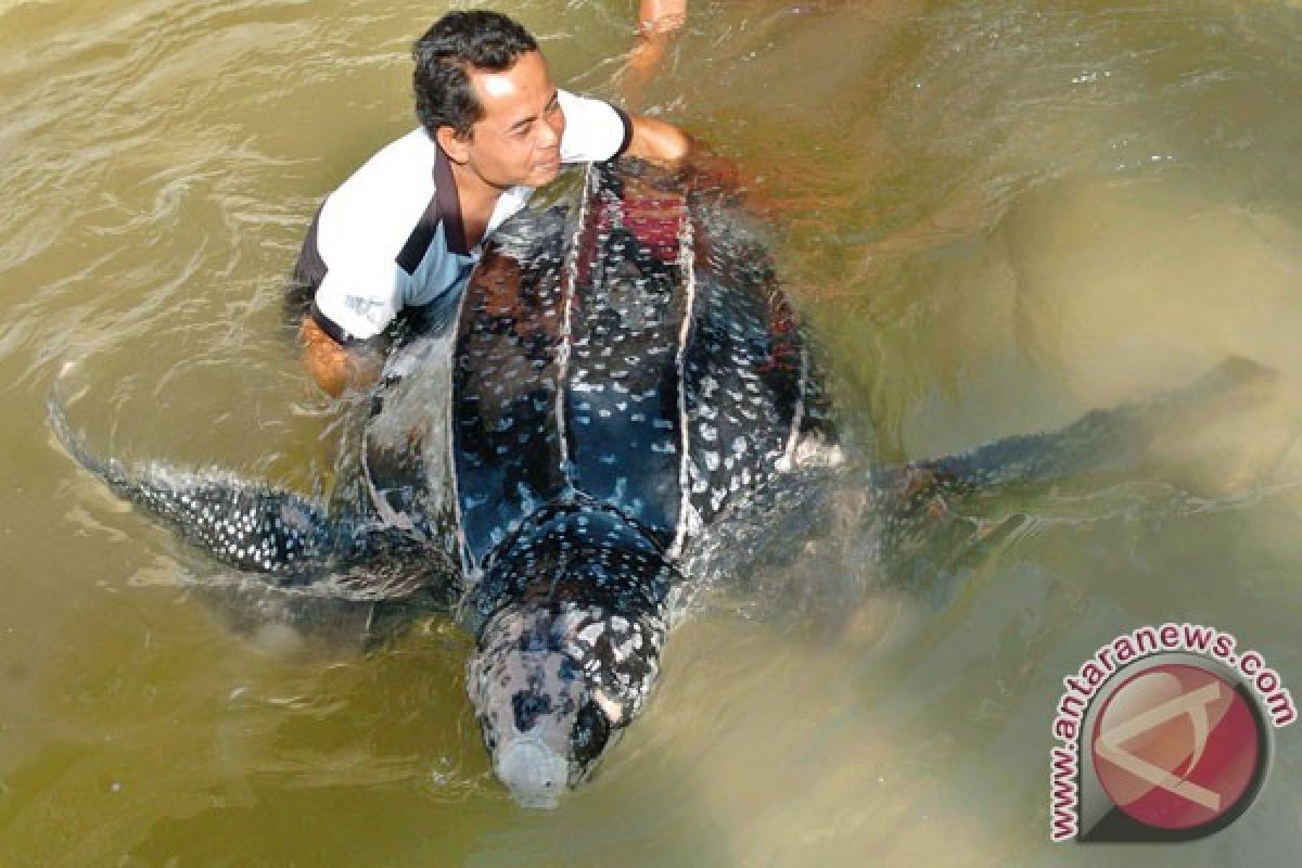 Penyu belimbing bertelur di Air Hitam Bengkulu