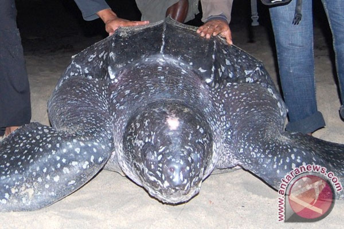 Lima penyu belimbing raksasa bertelur di di kawasan Pantai Warebar