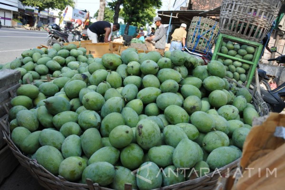 Produksi Mangga di Situbondo Turun