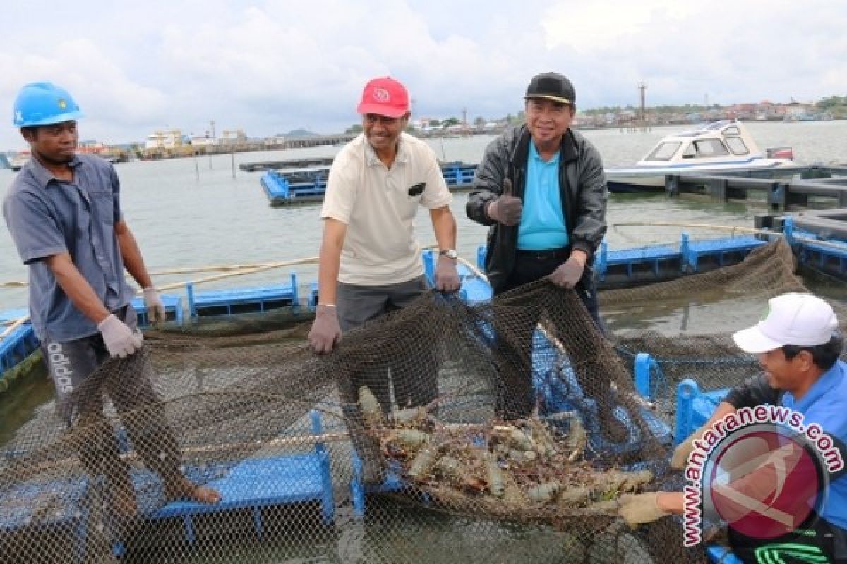 Omzet Budidaya Keramba Udang Penajam Rp30 Juta/bulan