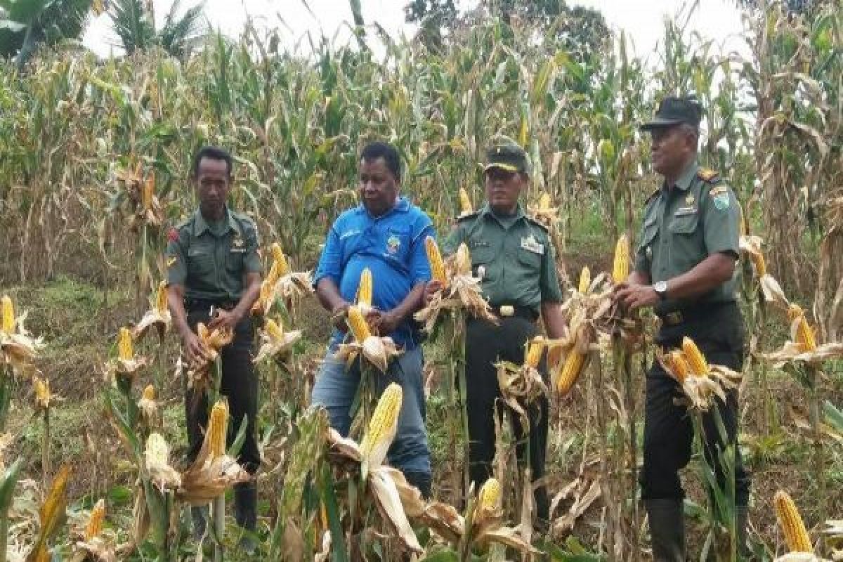 Kodim Kaimana bantu petani panen jagung dan kedelai