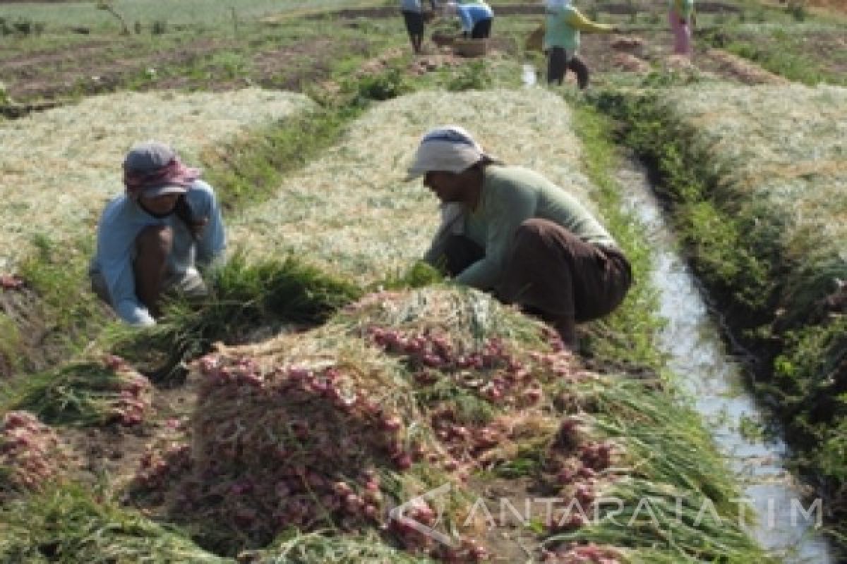 DKPP: Stok Bawang Merah di Probolinggo Melimpah