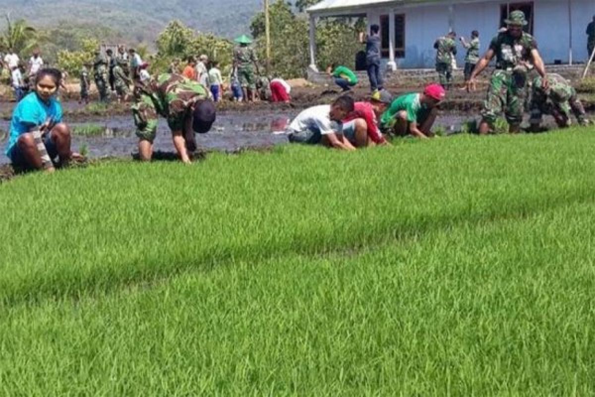 TNI AD cetak 152.000 Hektare sawah