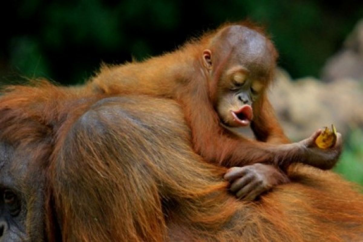 Orangutan Dan Singa Juara Lomba Foto Internasional