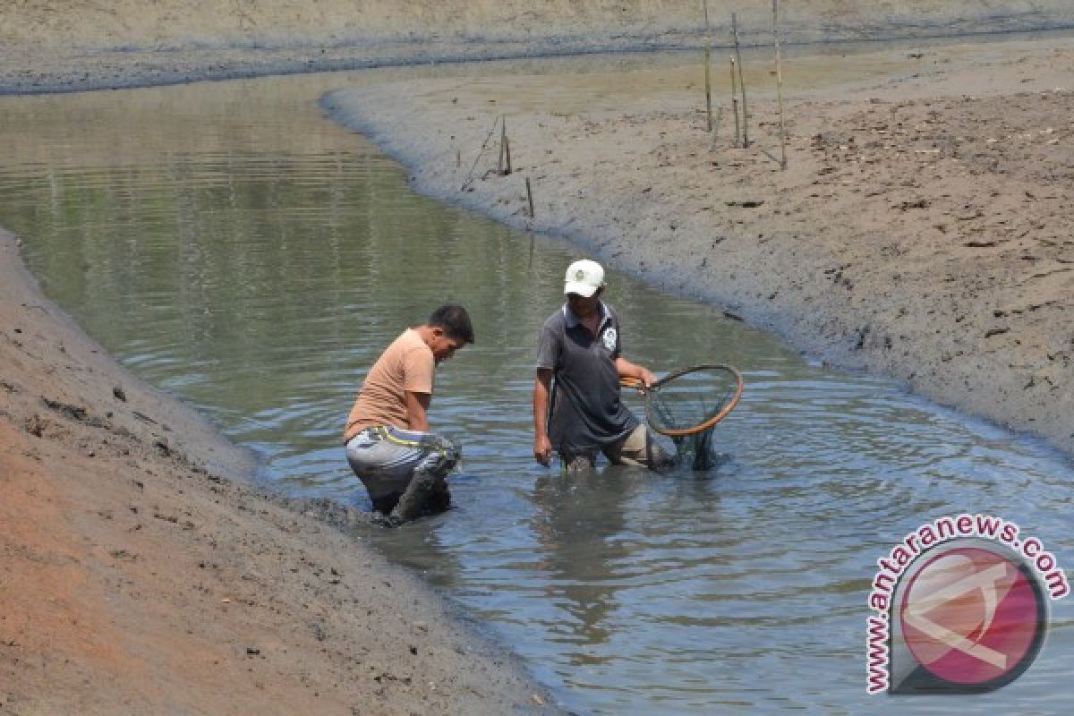 Harga Udang Di Gorontalo Utara Tinggi