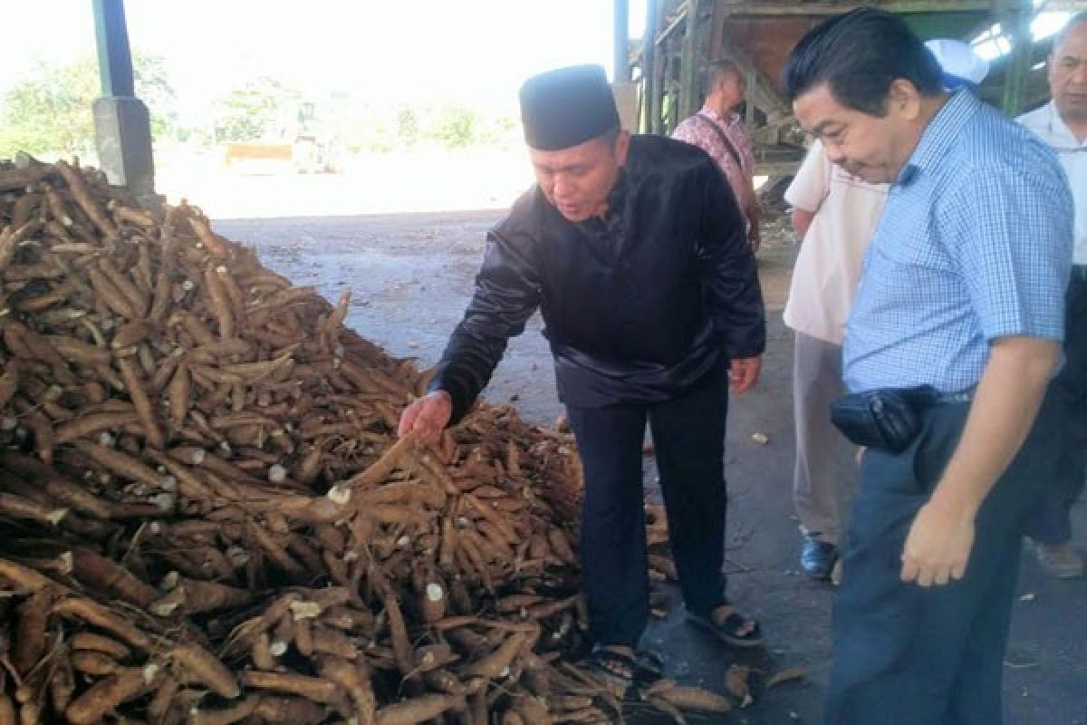 Perusahaan Tapioka Diminta Naikkan Harga Beli Singkong