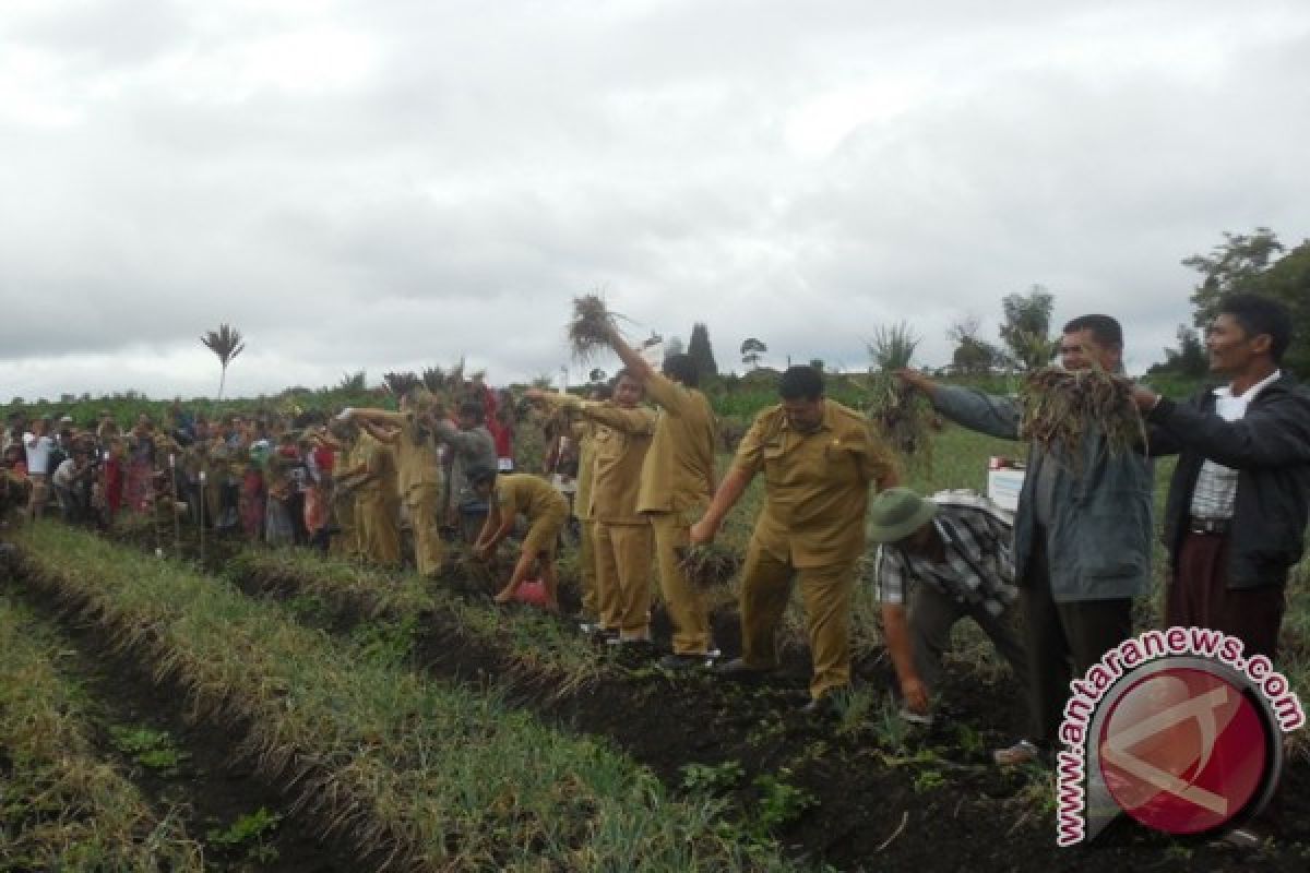 Petani Panen Bawang 