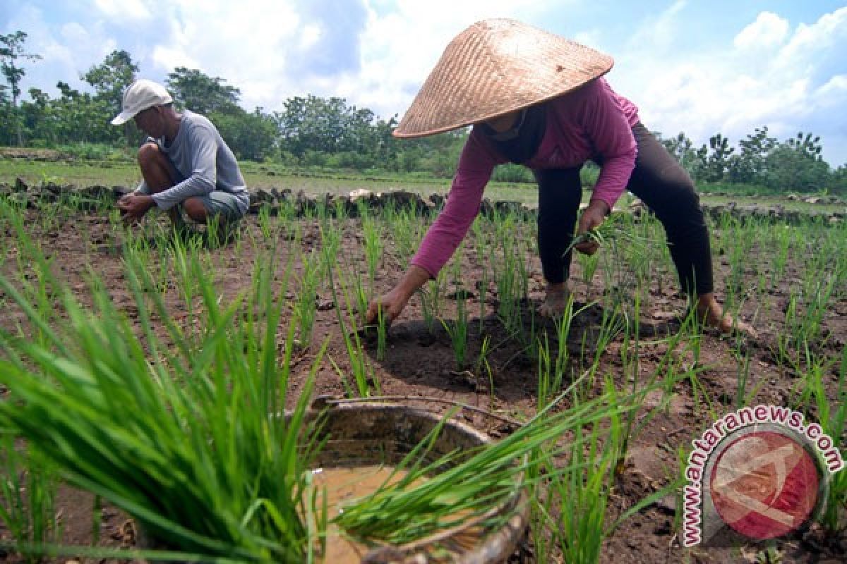 Petani diimbau tidak terkecoh hujan yang mulai turun, ini alasannya