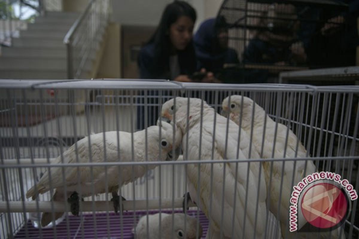 Polisi gagalkan penyelundupan 1.300 burung murai dan kacer