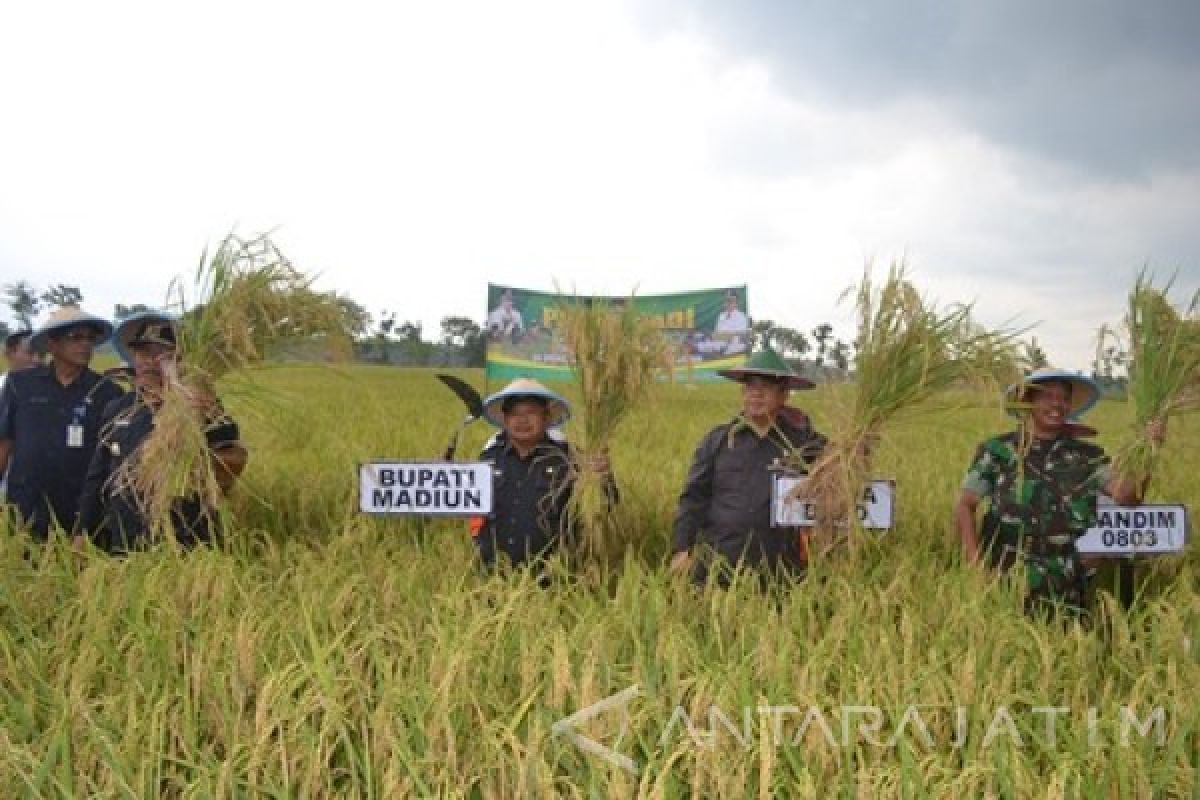 Bupati Madiun Panen Padi dengan Sistem Tanam Sebar