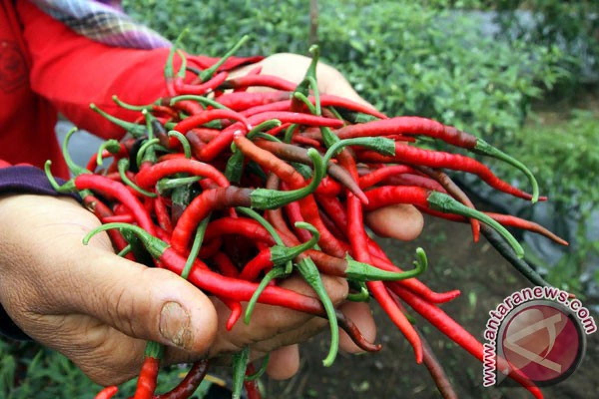 Awal mula cabai jadi primadona makanan Sumatra