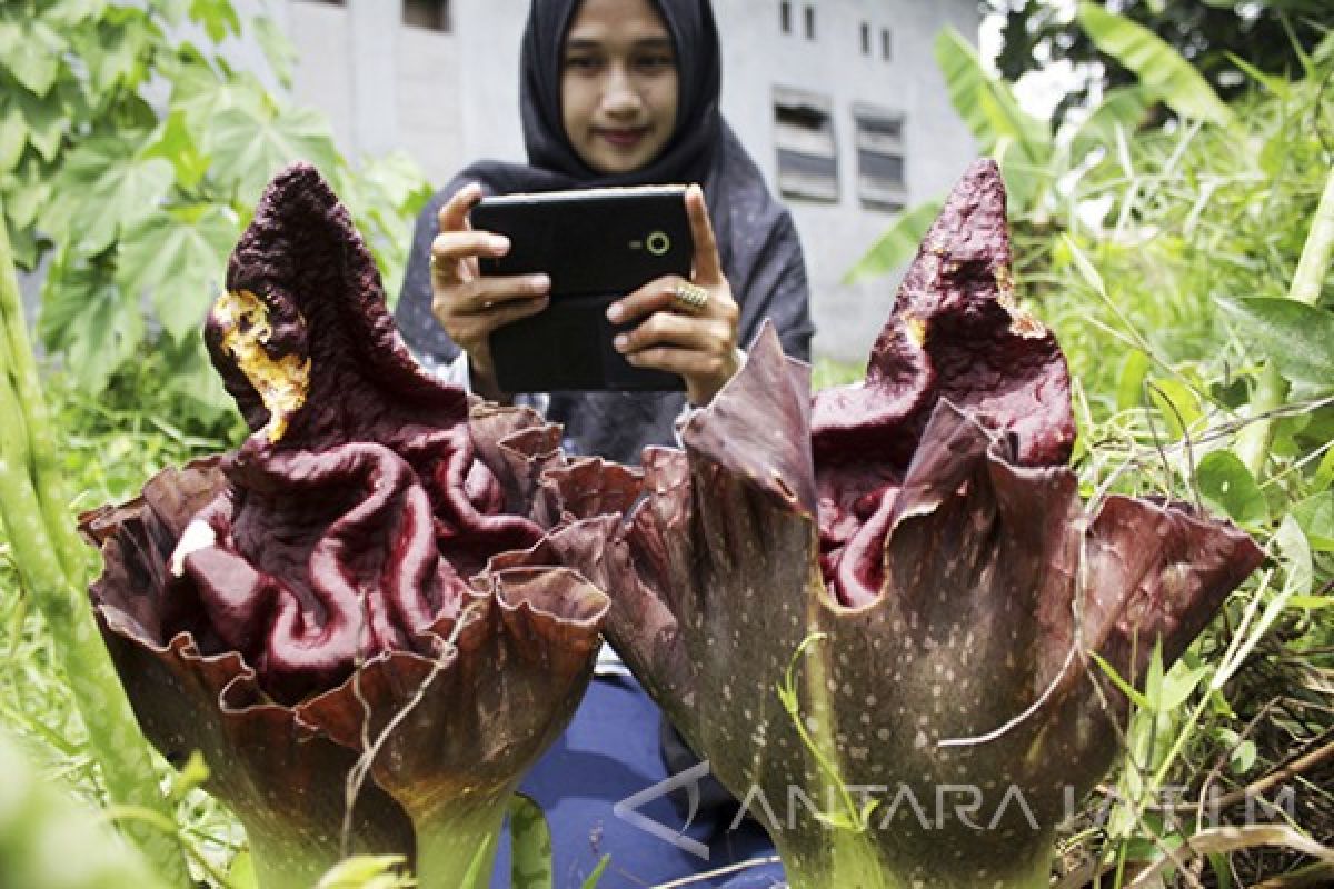 Dua Rafflesia Gadutensis Mekar di Boven Lais