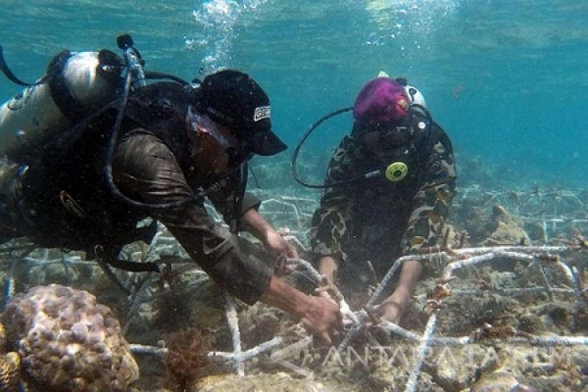 Marinir Tanam Terumbu Karang di Pantai Tiga Warna  