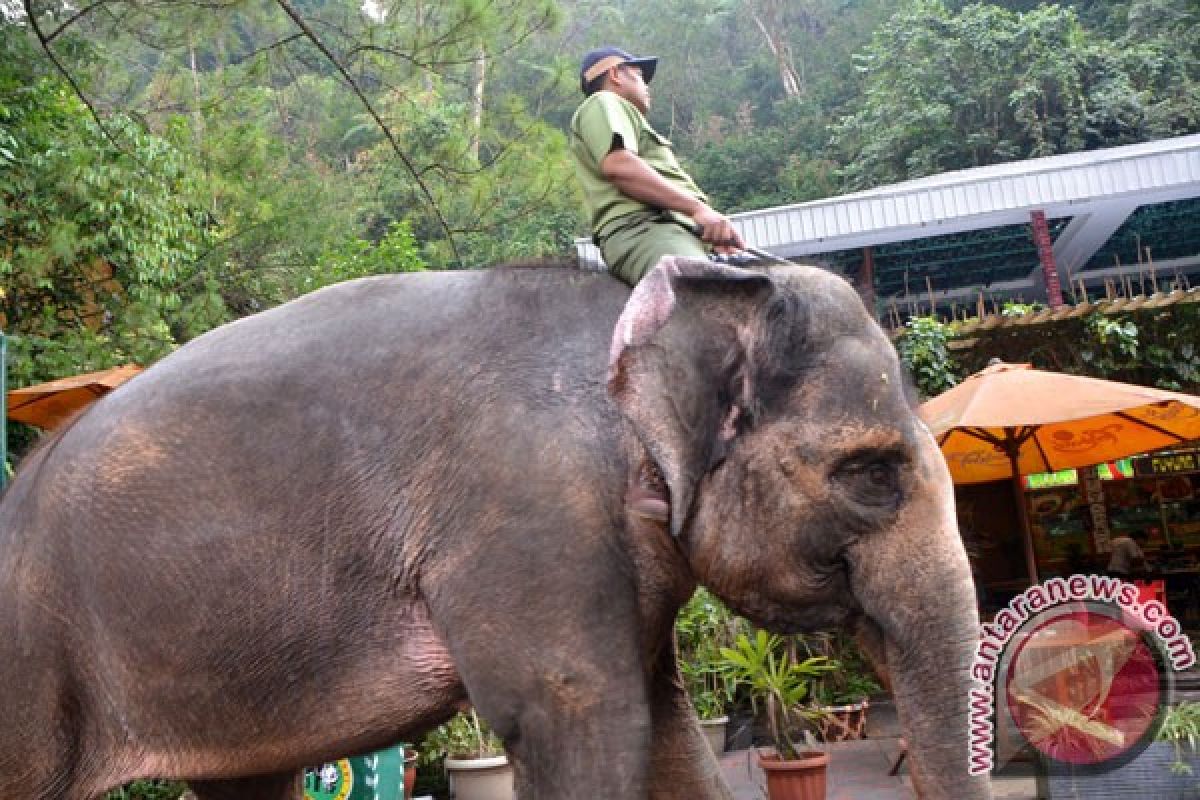 Sebaiknya jangan menunggang gajah hindari terinfeksi penyakit