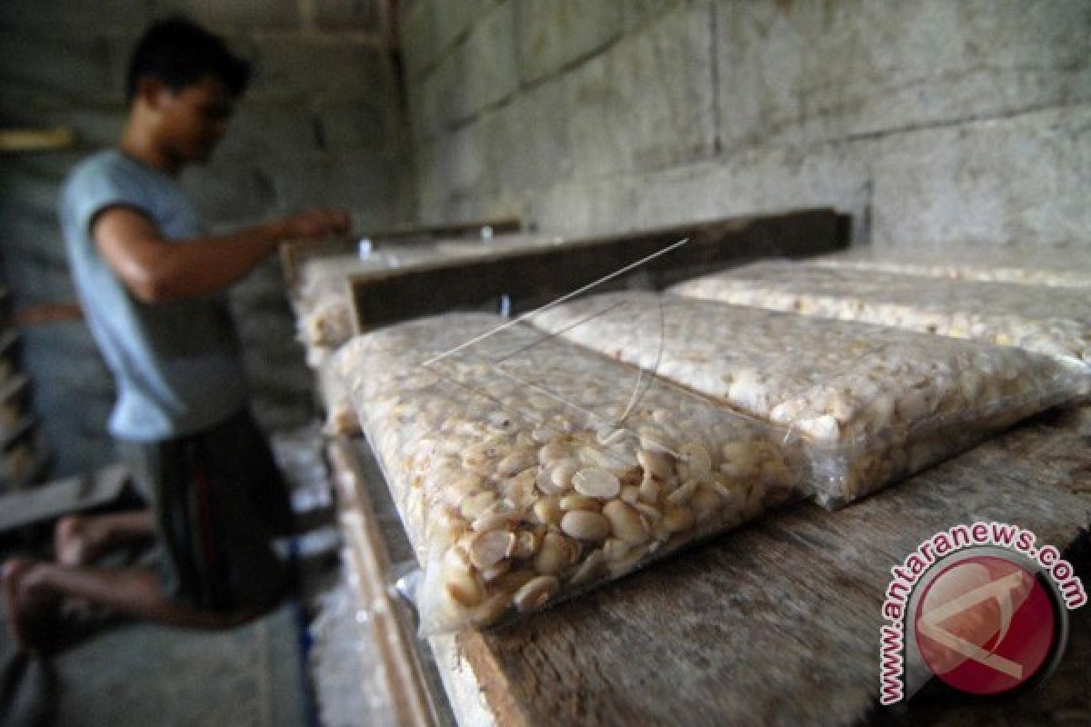 Harga kedelai naik, produsen kecilkan ukuran tempe