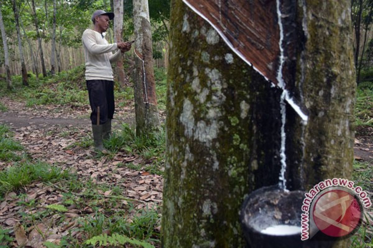 Harga getah karet petani Mukomuko bertahan tinggi