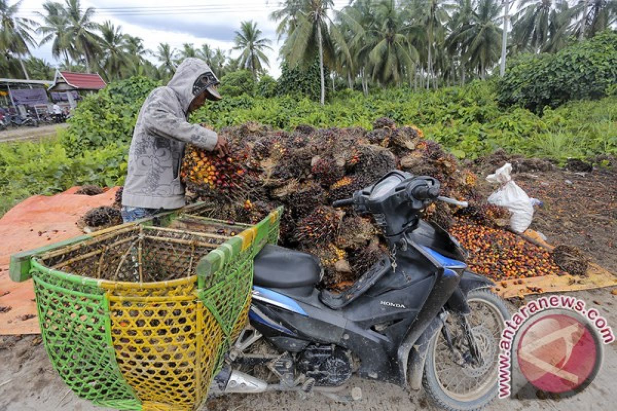 Petani keluhkan harga sawit Rp650 perkg