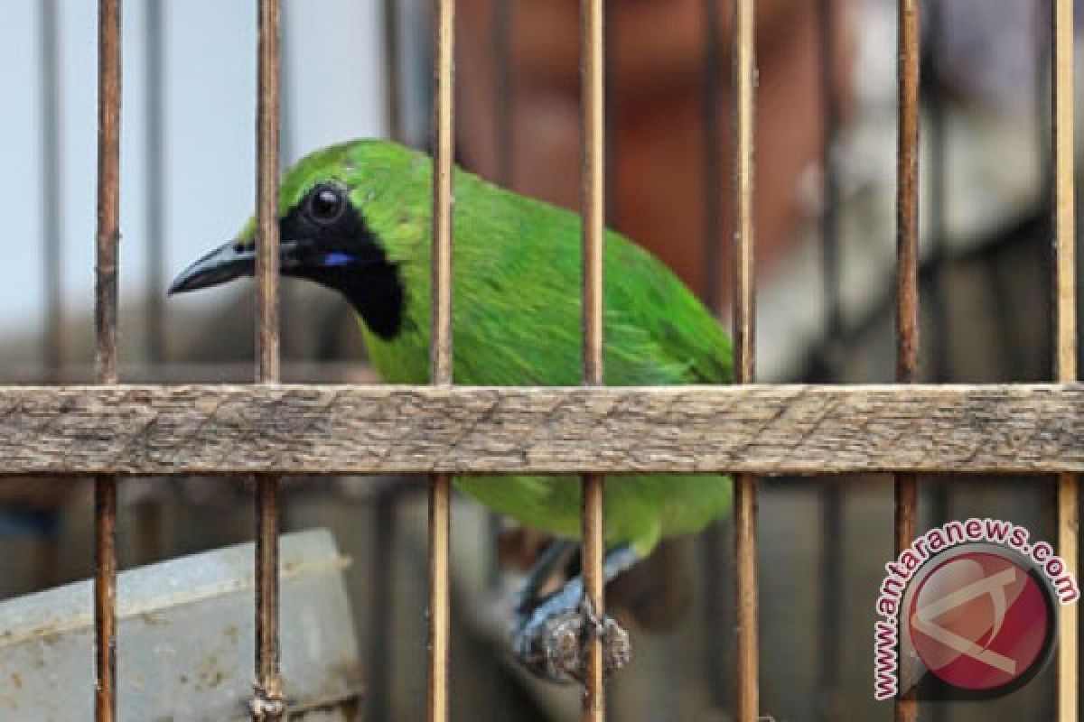 Maling burung murai babak-belur dihajar massa