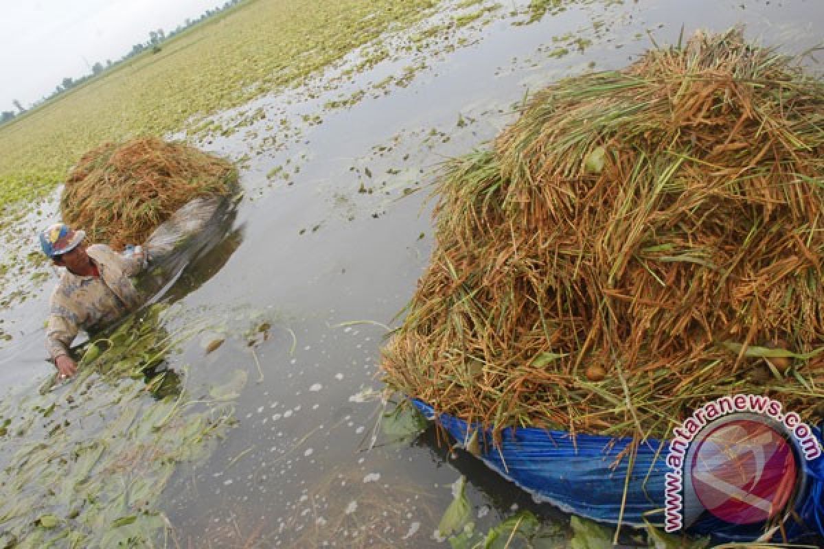 Petani Karawang menyelam untuk panen padi