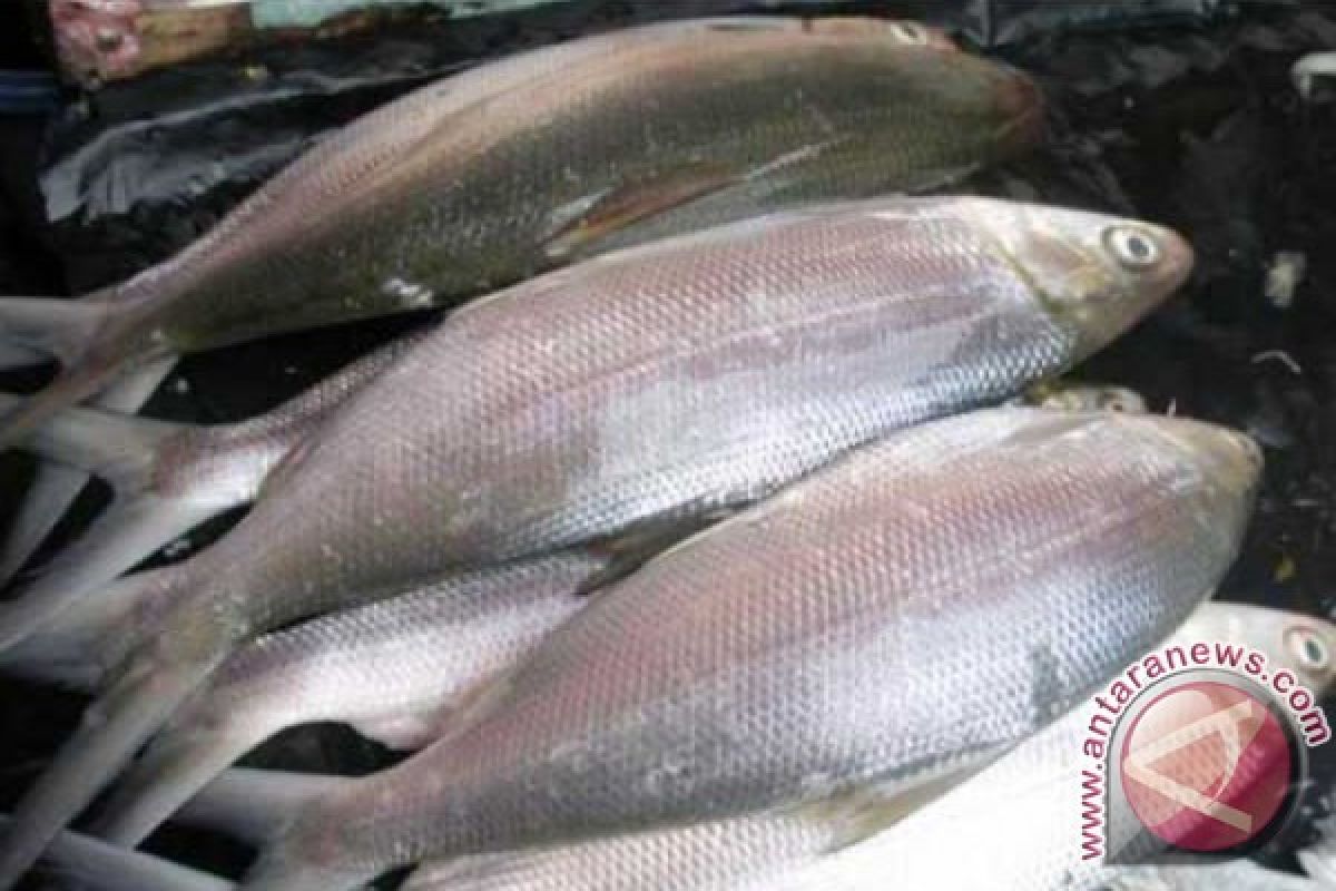 Harga ikan dan ayam merangkak naik jelang Ramadhan