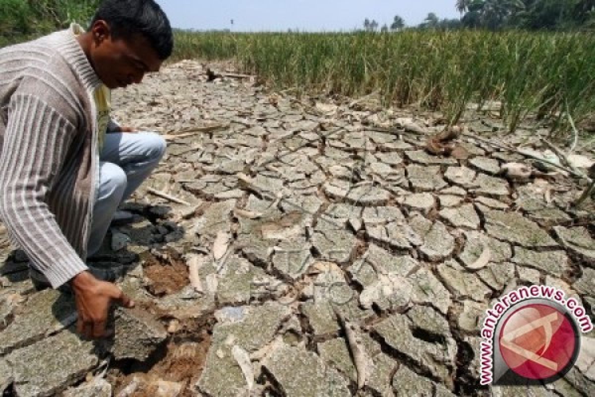 Belasan hektare sawah di Aceh Selatan krisis air