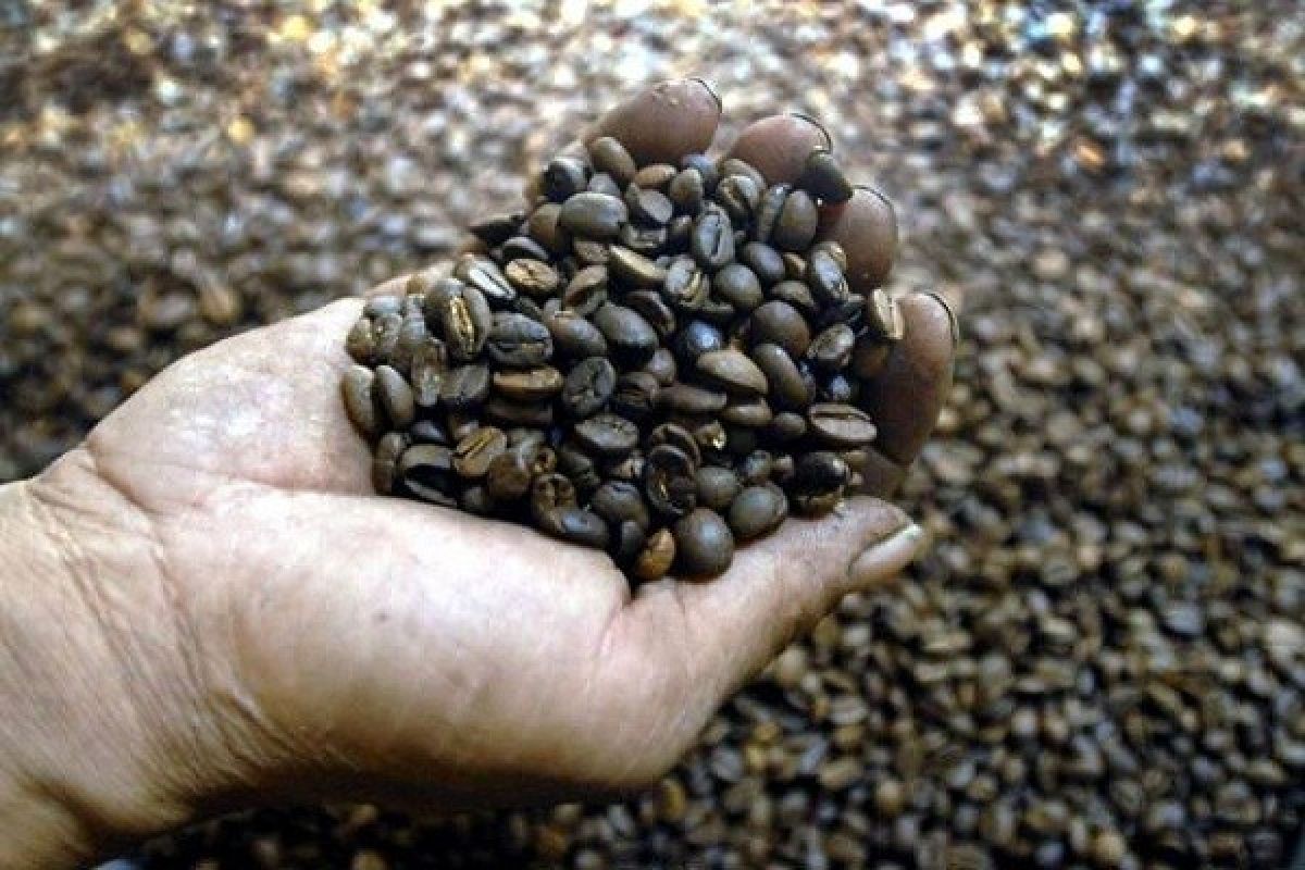 Lampung Coffee Festival 2016 To Be Held on December 7