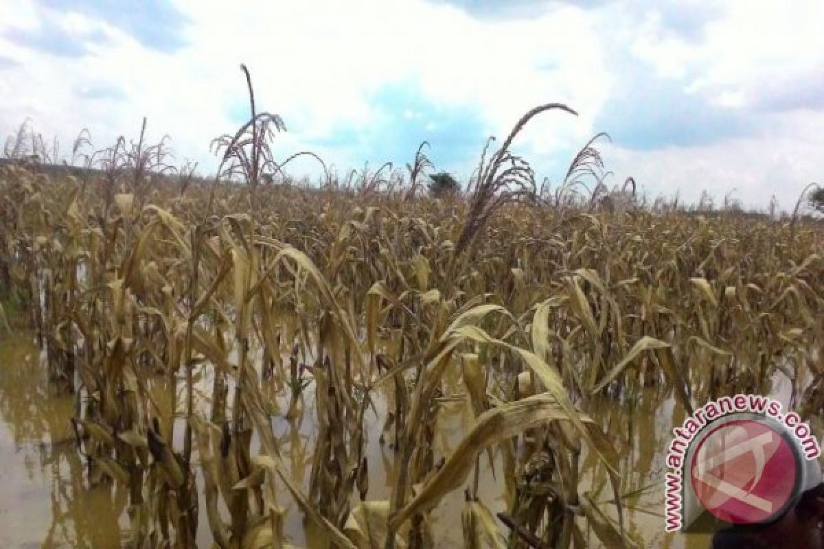 Pola tanam zigzag dongkrak produksi jagung hingga 20 ton/hektare