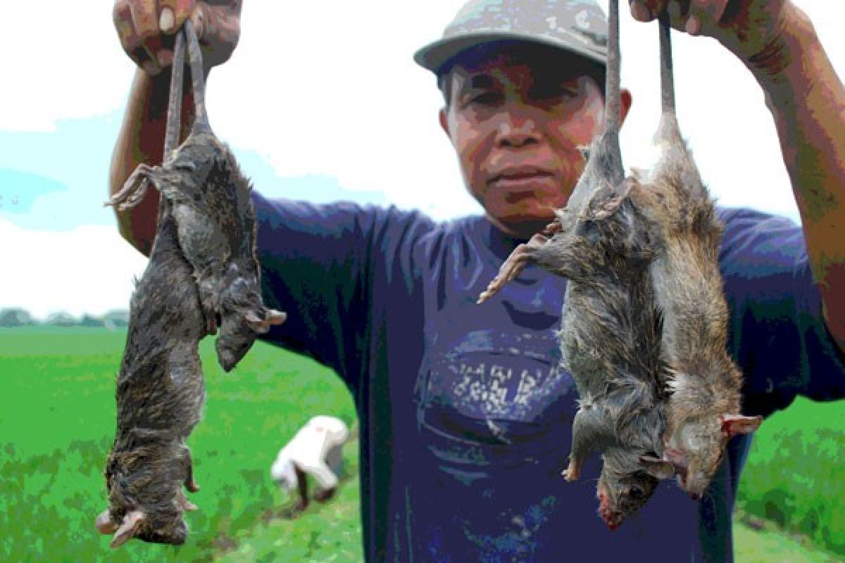 Hama tikus serang delapan kecamatan di Temanggung