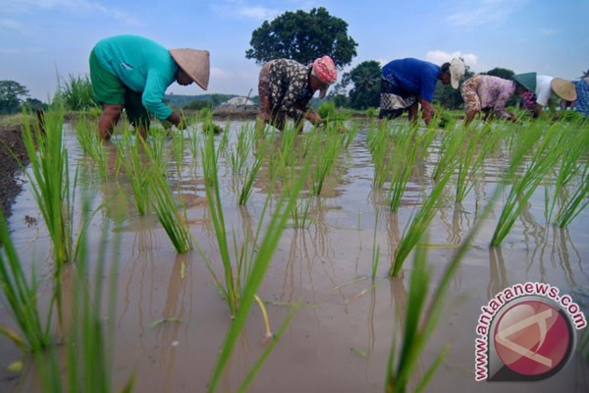 Pemerintah klaim produksi beras nasional 2017 surplus