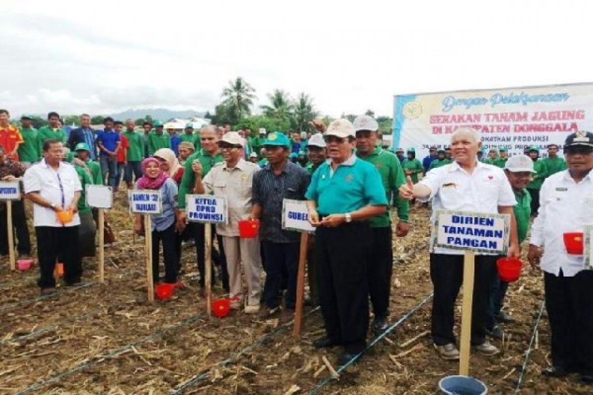 Gubernur Sulteng Panen Jagung Hibrida Varietas Uri 