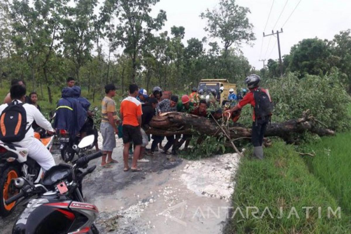 Puluhan Pohon Di Bojonegoro Tumbang Diterjang Angin