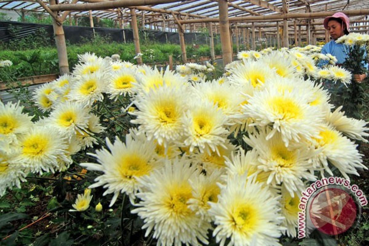Warga kota Wamena diwajibkan tanam bunga krisan